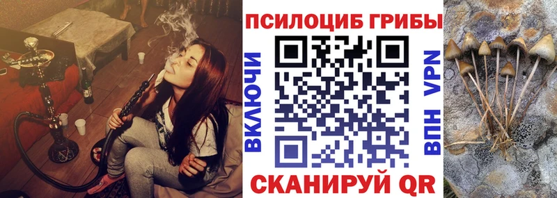 купить закладку  Жуковский  Псилоцибиновые грибы Psilocybe 